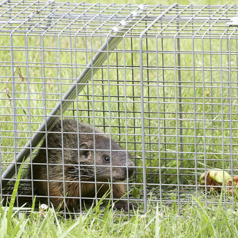 Load image into Gallery viewer, Hardware Cloth Mesh Fencing Animal Barrier (36&#39;&#39; x 50&#39;/48&#39;&#39; x 50&#39;) - GoplusUS
